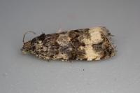 Endothenia marginana