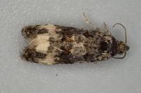 Endothenia marginana