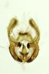 Endothenia marginana