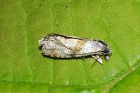 Cochylidia implicitana