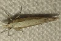 Plutella xylostella