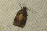 Ditula angustiorana