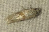 Cochylidia implicitana