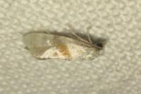 Cochylidia implicitana