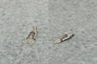 Altenia scriptella