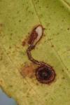 Bucculatrix frangutella