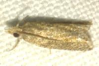 Bactra lancealana