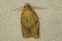 Clepsis consimilana