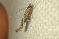 Tuta absoluta