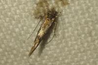 Tuta absoluta