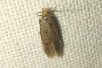 Bryotropha
