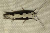 Ethmia bipunctella