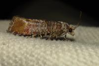 Rhyacionia pinivorana/miniatana