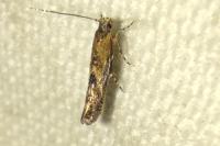 Coccidiphila gerasimovi