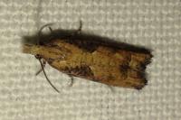 Acroclita subsequana