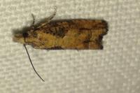 Acroclita subsequana