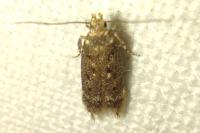 Bryotropha
