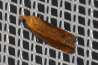 Lathronympha strigana