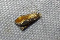 Metalampra italica