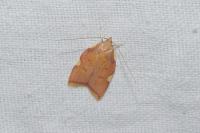 Carcina quercana