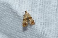 Phalonidia contractana