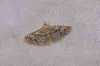 Alucita cancellata