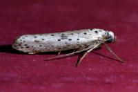 Yponomeuta plumbella