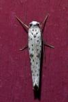 Yponomeuta plumbella