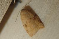 Acleris notana