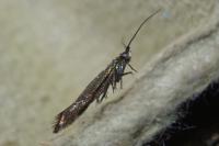 Coleophora alcyonipennella