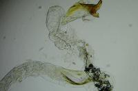 Coleophora alcyonipennella
