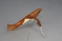 Caloptilia stigmatella