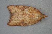 Acleris rhombana