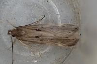Aroga velocella