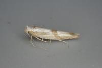 Argyresthia pruniella
