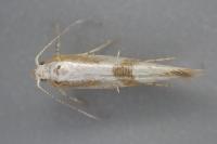 Argyresthia pruniella