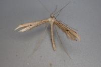 Emmelina monodactyla