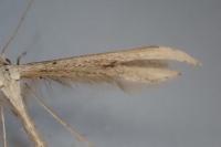 Emmelina monodactyla
