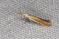 Coleophora