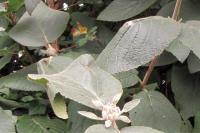 Phyllonorycter lantanella