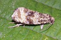 Celypha lacunana