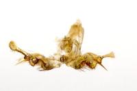 Celypha lacunana