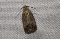 Cydia splendana