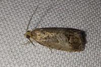 Cydia splendana