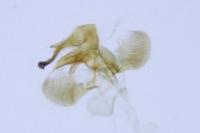Eteobalea intermediella
