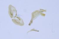 Denisia albimaculea