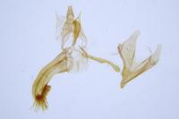 Enolmis acanthella