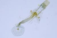 Sorhagenia rhamniella