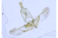 Dysspastus fallax