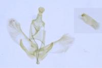 Dysspastus fallax